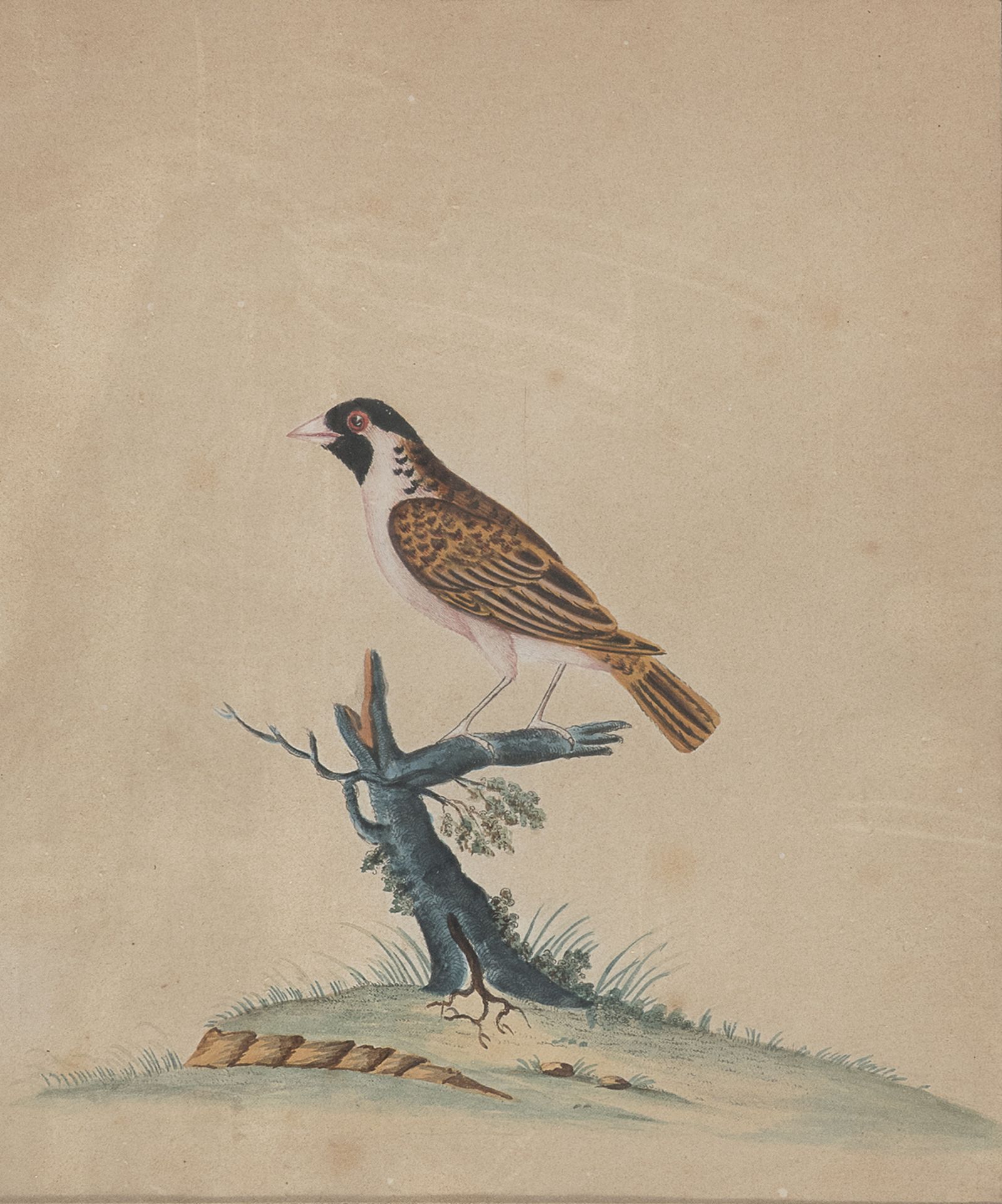 SIX ENGLISH WATERCOLOR OF BIRDS 19TH CENTURY - Image 5 of 6
