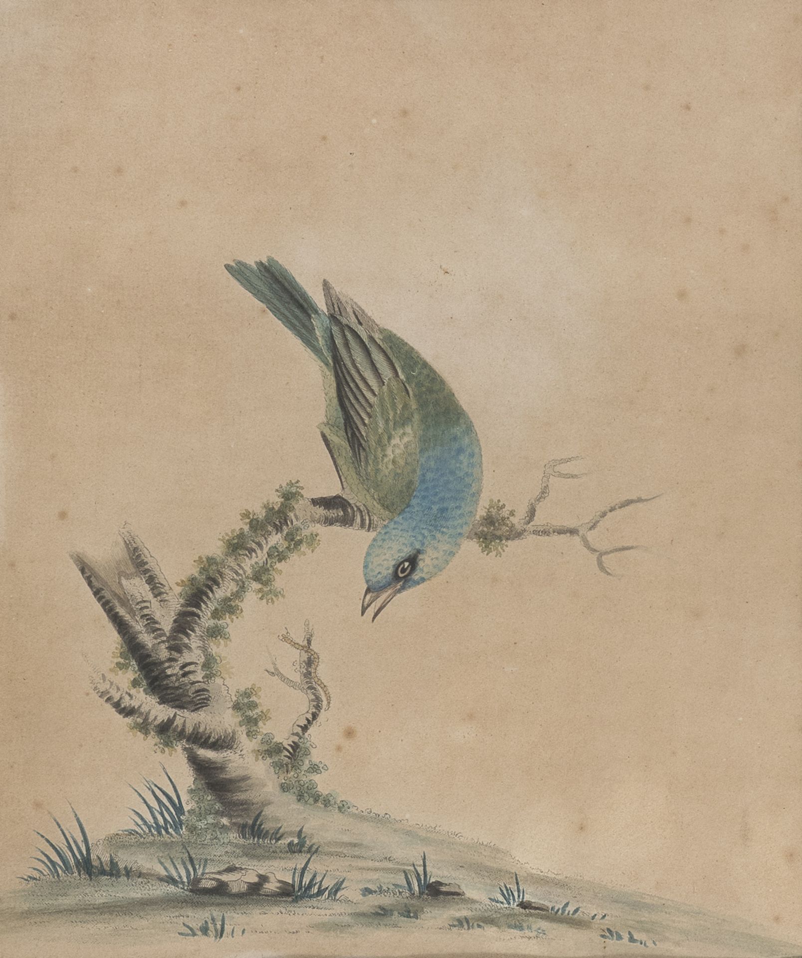 SIX ENGLISH WATERCOLOR OF BIRDS 19TH CENTURY - Image 4 of 6