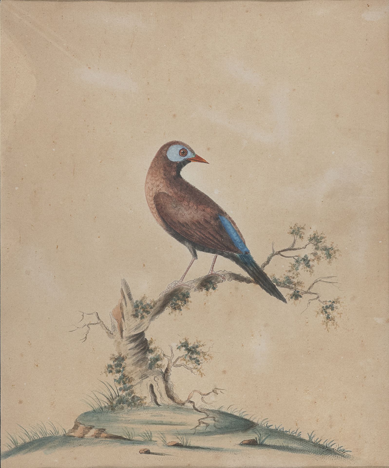 SIX ENGLISH WATERCOLOR OF BIRDS 19TH CENTURY - Image 6 of 6