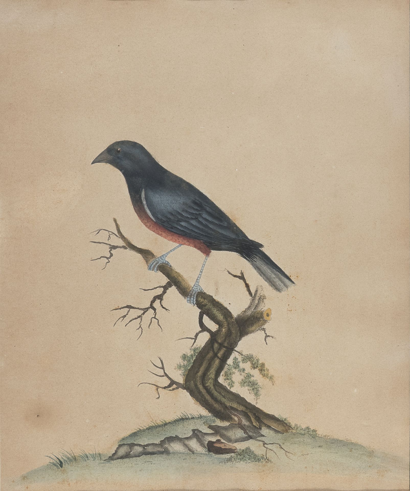 SIX ENGLISH WATERCOLOR OF BIRDS 19TH CENTURY - Image 2 of 6