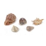 LOT OF FIVE SEA SHELLS