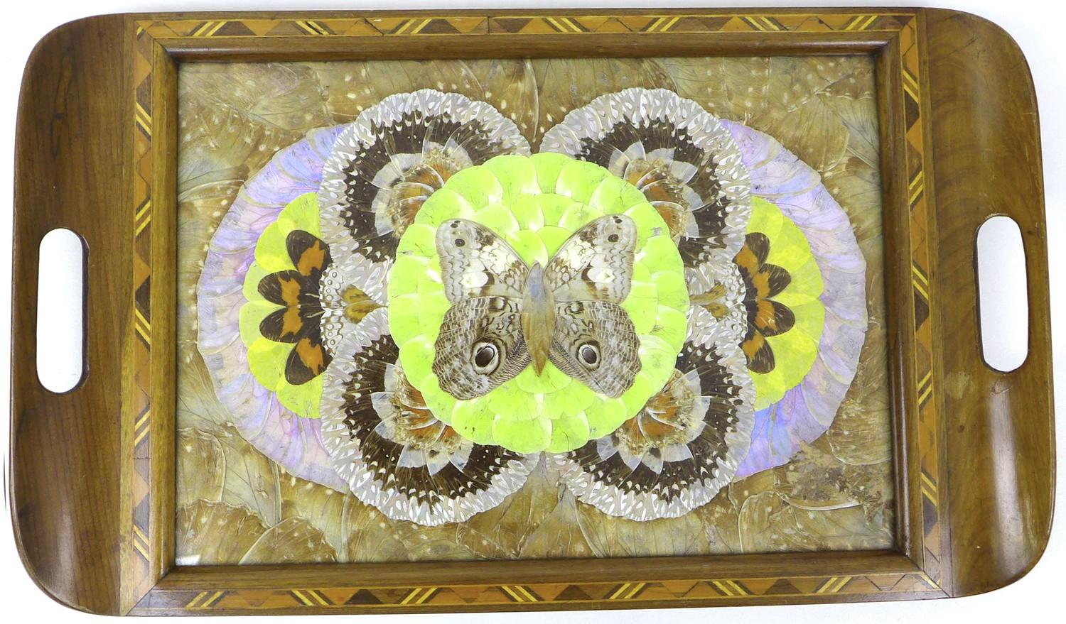 A vintage wooden tray, inset with an arrangement of butterfly wings behind glass.