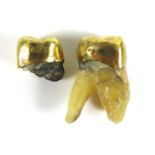 Two gold dental crowns, with teeth attached, 13.0g.