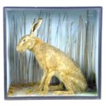 An early 20th century taxidermy Hare, possibly a Scottish Mountain Hare, mounted within a a