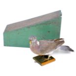 An early 20th century taxidermy decoy pigeon with wooden case, the pigeon fitted to a wooden plinth.