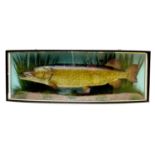 An Edwardian taxidermy pike, stuffed and mounted in naturalistic setting within a bow fronted glazed