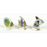 A group of three Royal Crown Derby paperweights, all modelled as fish, comprising 'Guppy Fish',