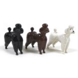 A group of three Beswick Poodles, model 1386, black - gloss, brown - gloss and white - gloss, 8.