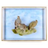 A taxidermy glazed wall hanging case, of three grey legged partridge standing on a naturalistic