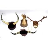 A group of taxidermy, including a mounted deer's head, two mounted bison horns, and a mounted pair