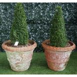 A pair of large terracotta jardinieres with egg and dart rim and floral chase body planted with