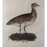 After Prideaux John Selby, Little Bustard, coloured engraving, 54 x 41cm,