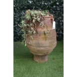 A large terracotta oil jar with ribbed body and three lug handles, 50cm wide x 85cm high.