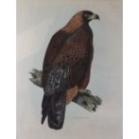 After Prideaux John Selby, Golden Eagle Female, coloured engraving, 53 x 42cm,