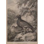 After Samuel Howitt, Black Grouse and Partridge, a pair of engravings 19cm x 13cm