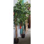 Two artificial ficus trees