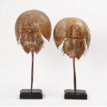 Taxidermy; two large Atlantic Horseshoe Crabs (Limulidae)