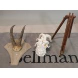 A set of mounted Ibex horns on an oak plaque, 81cm high x 30cm wide