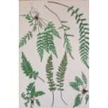 A set of four prints of ferns