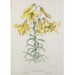 After Elizabeth Cameron, Four flower prints