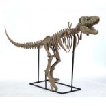 A composite model of a dinosaur, possibly a Tyrannosaurus