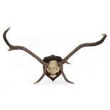 Rowland Ward taxidermy; a pair of antlers