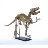 A composite model of a dinosaur, possibly a Velociraptor