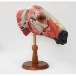 Anatomy; An Écorché painted plaster model of half a horse head