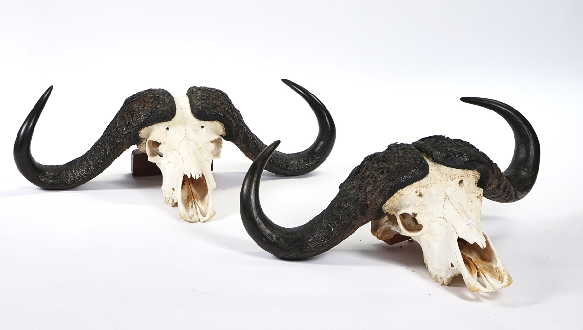 TAXIDERMY; A MATCHED PAIR OF AFRICAN BUFFALO SKULLS - Image 2 of 3