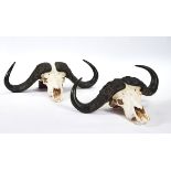 TAXIDERMY; A MATCHED PAIR OF AFRICAN BUFFALO SKULLS