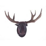 AN AUSTRIAN POLYCHROME PAINTED PLASTER MOOSE HEAD WITH ANTLERS