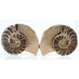 NATURAL HISTORY; A PAIR OF SPLIT AMMONITES