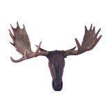 AN AUSTRIAN POLYCHROME PAINTED WOOD MOOSE HEAD AND ANTLERS