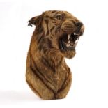 TAXIDERMY: INDIAN TIGER