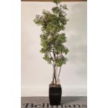 A modern faux Ming aralia potted plant