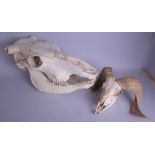 Collectibles, A large Cow skull, together with a sheep skull and horns.