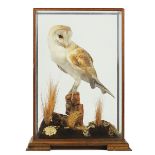 TAXIDERMY; A BARN OWL WITH ARTICLE 10 TRANSACTION CERTIFICATE NO. 250022/03