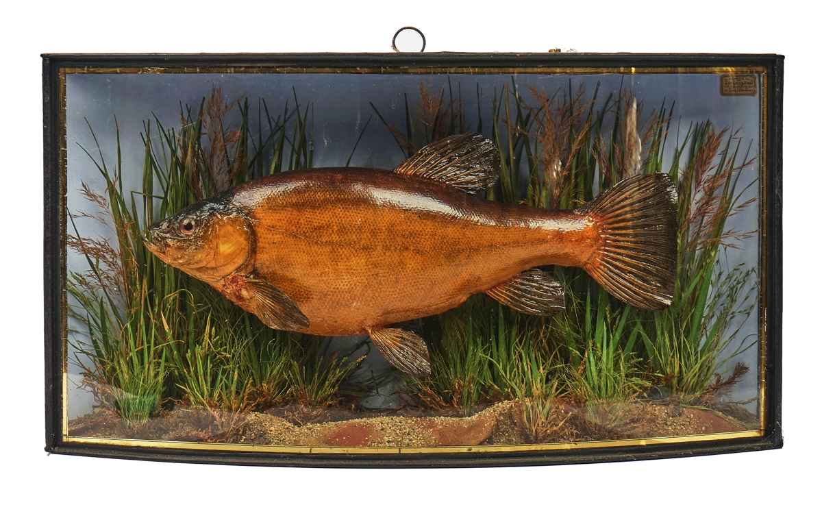 TAXIDERMY; A TENCH