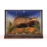 TAXIDERMY; A CASED BADGER