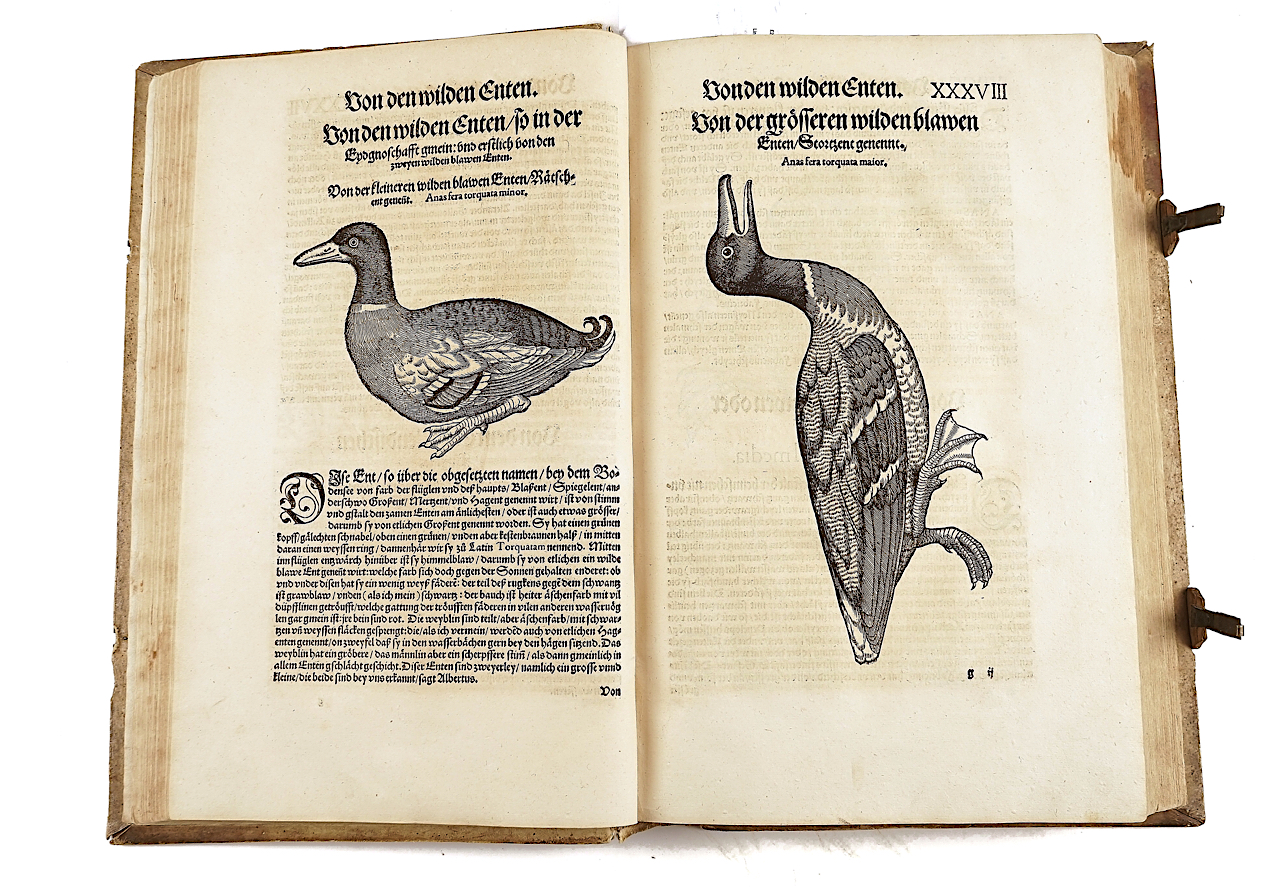 GESNER [or GESSNER], Conrad (1516-65). Vogelbuch, Zürich, 1557, 219 fine woodcut illustrations... - Image 3 of 21