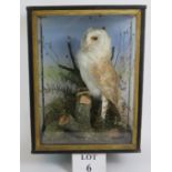 A taxidermy barn owl in a period glazed wooden case. Overall size: 43cm x 33cm x 22cm.