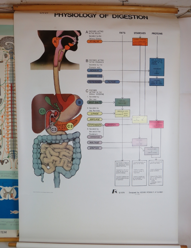 Two medical teaching diagrams by Adam Rouilly, The Physiology of Digestion (1970) and Autonomic - Bild 2 aus 5