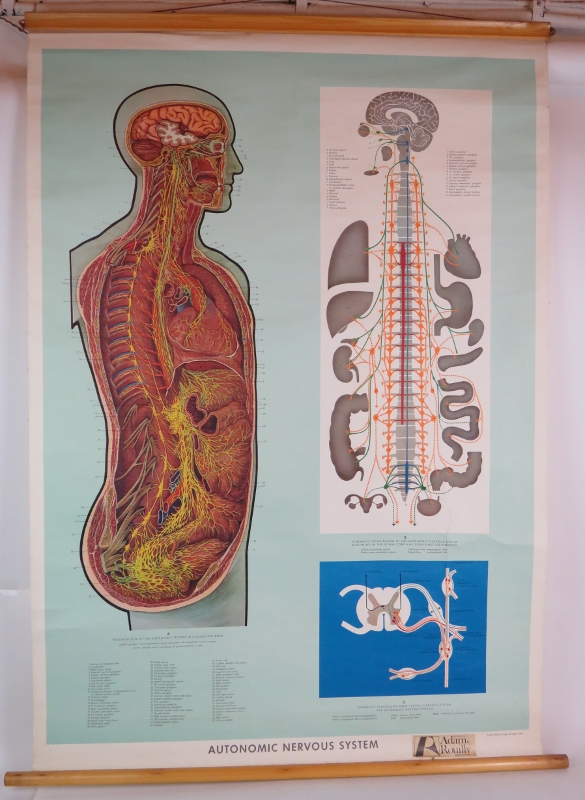 Two medical teaching diagrams by Adam Rouilly, The Physiology of Digestion (1970) and Autonomic - Bild 4 aus 5