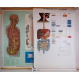 Two medical teaching diagrams by Adam Rouilly, The Physiology of Digestion (1970) and Autonomic