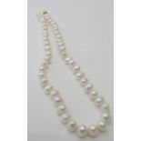 A large fresh water pearl necklace with a 9ct yellow gold ball clasp, approx 22" long, approx weight