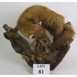 A taxidermy pine marten posed on a cleft log with natural lichen and moss, overall height 40cm.
