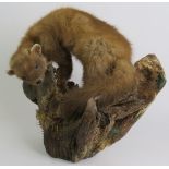 A taxidermy pine marten posed on a cleft log with natural lichen and moss, overall height 40cm.