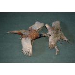 A PAIR OF TAXIDERMY OPEN MOUNTED WALL HANGING COCK & HEN PHEASANTS, each mounted on a bare branch
