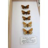 A SERIES OF 5 SPECIMENS, 3 upper, 2 underside The Marsh Fritillary (E.aurina), Aberration Virgata