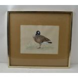 A 20TH CENTURY ORNITHOLOGICAL STUDY 'Canada Goose', Watercolour painting, 19cm x 25cm,